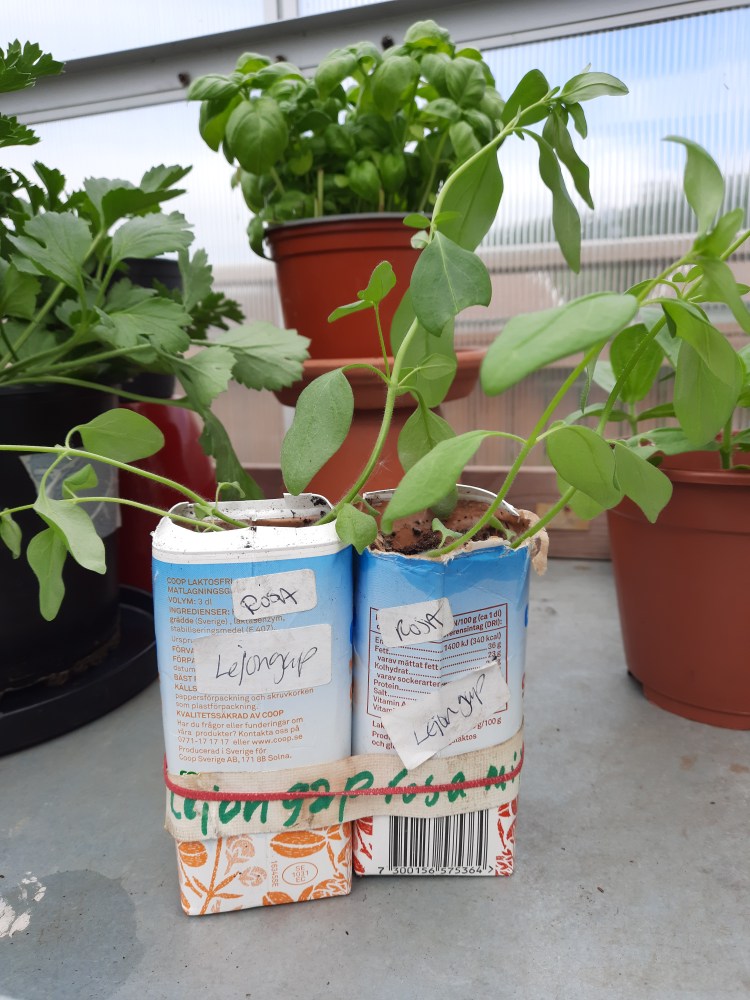 omplanterat från äggbox